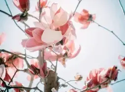 Contract Negotiation and Planning Factsheet - pexels-wencheng-jiang-7161186-600px